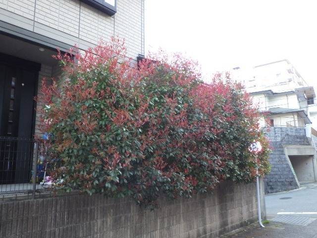 施工前（標識が隠れるほど伸びてしまっていた植栽）