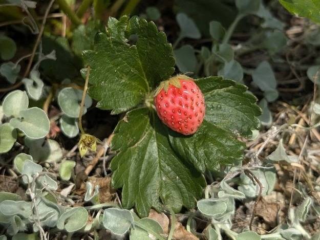 イチゴが実ってます🍓