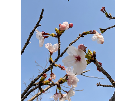 さくらが咲いてきました