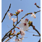 さくらが咲いてきました